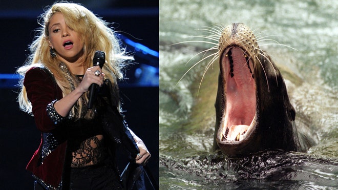 Shakira Seal Attack 2.jpg